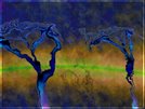 Blue Orange Trees