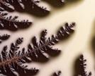 Milky Branch